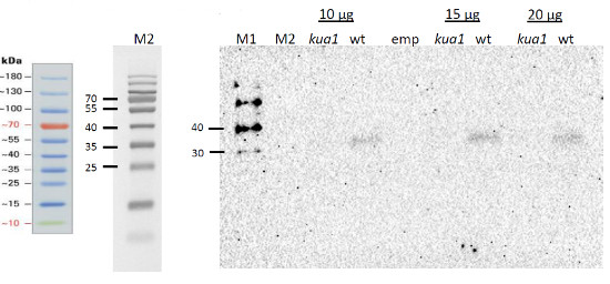 Western blot using anti-KUA1 antibodies